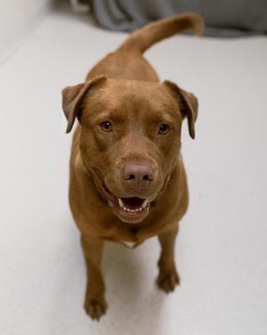 A brown dog with floppy ears and a wagging tail is looking up at the camera with a happy expression.