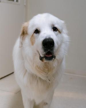 A fluffy white dog with light brown patches around its eyes and ears, standing indoors on a light-colored floor. The dog has a black nose and is looking directly at the camera with its mouth slightly open, showing its teeth.