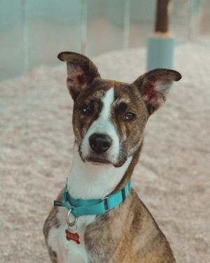 A brown and white dog with a turquoise collar and a red tag, sitting on a sandy surface.