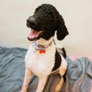 Huck, Poodle / Old English Sheepdog, young, available for adoption
