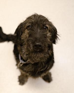Blossom, Terrier / Retriever, young, available for adoption