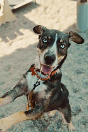 Aster, Australian Cattle Dog / Blue Heeler, young, available for adoption