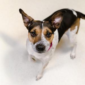 Maya, Cattle Dog, adult, available for adoption