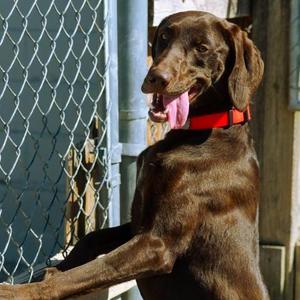 Sable, German Shorthaired Pointer / Chocolate Labrador Retriever, young, available for adoption