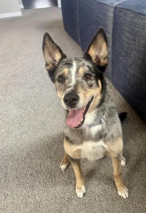 A happy dog with a black, white, and brown coat, sitting on a carpeted floor with its mouth open and tongue out, next to a blue couch.