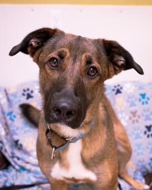 Lady, Belgian Shepherd / Malinois, young, available for adoption