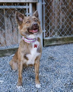 a brown and white dog sitting on gravel with a chain-link fence in the background