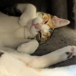 Aretha Franklin, young, available for adoption