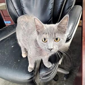Beauty, young, available for adoption