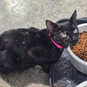 Mittens, adult, available for adoption