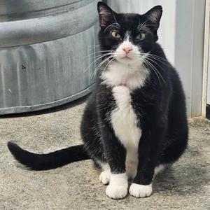 Knight, adult, available for adoption