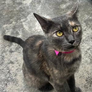 A black and brown cat with yellow eyes wearing a pink collar.