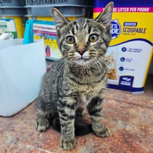 Kovu, kitten, available for adoption