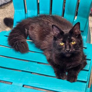 Lyric, adult, available for adoption