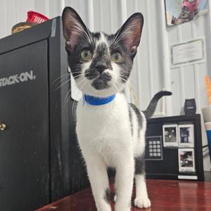Edgar, young, available for adoption