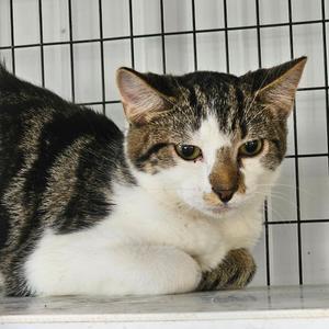 Imp, young, available for adoption
