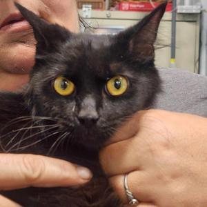 Beyonce, adult, available for adoption