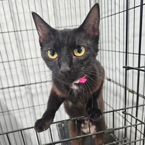 Bobbie Jo, adult, available for adoption