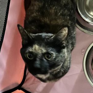 Dart, adult, available for adoption