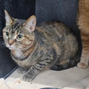 A tabby cat with green eyes sitting on a blanket
