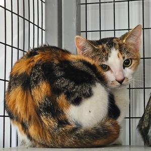Ivory, young, available for adoption