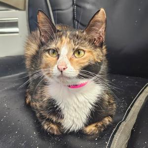 Maggie, adult, available for adoption