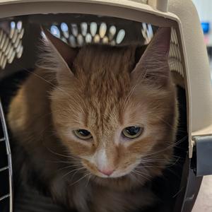An orange tabby cat with green eyes is looking out from inside a pet carrier. The cat has a fluffy coat and is positioned in the center of the frame, with its head slightly tilted. The carrier has a mesh window, and the background is blurred, focusing attention on the cat.