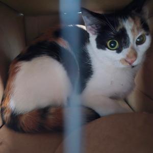 A calico cat with white, black, and orange fur is sitting inside a cardboard box. The cat has large green eyes and is looking directly at the camera. A vertical blue object, possibly a pole or stick, is in the foreground, partially obscuring the view.
