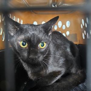 Inky, young, available for adoption