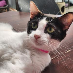 Ginger Ale, adult, available for adoption
