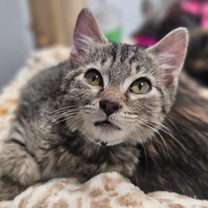 A gray tabby cat with green eyes looking up, resting on a soft blanket.