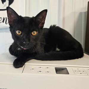 A black cat with yellow eyes is lying on a white printer. The cat is looking directly at the camera with its ears perked up.