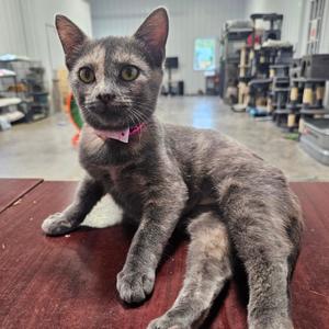 Kiara, kitten, available for adoption