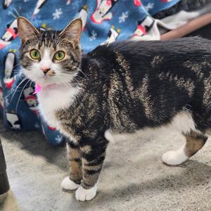Jinxy, adult, available for adoption