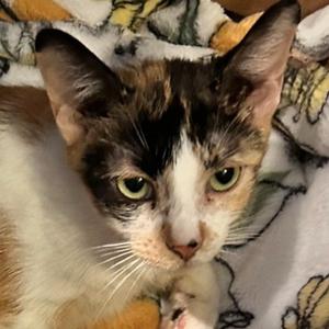 Matilda, adult, available for adoption