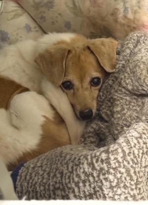 A small dog with a white and brown coat is lying on a cozy blanket. The dog has large, expressive eyes and floppy ears, and it appears to be resting comfortably.