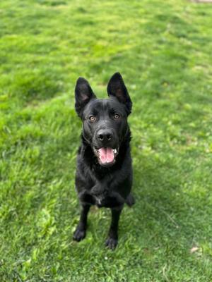 Bruce Lee, Shepherd / Black Labrador Retriever, young, available for adoption
