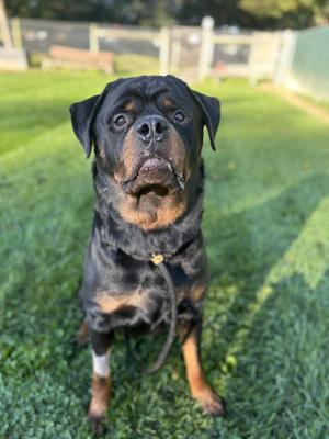 A Rottweiler dog sitting on a grassy lawn, looking directly at the camera with a calm expression. The dog has a black and tan coat, with a shiny, well-groomed appearance. It is wearing a collar with a tag, and the background features a fenced area with some greenery and a wooden structure.