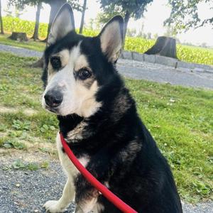 Alpha, Husky, senior, available for adoption