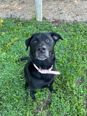 Rio, Black Labrador Retriever, adult, available for adoption