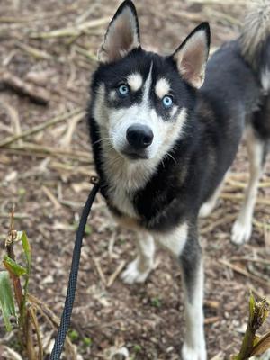A black and white husky dog with striking blue eyes, standing on a leash in a natural outdoor setting.