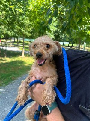Lucki, Mixed Breed, young, available for adoption