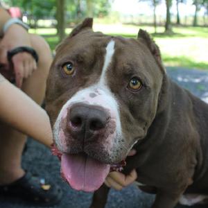 Duke, American Staffordshire Terrier, adult, available for adoption