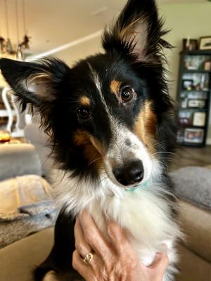 Princess (In a temporary foster home), Shetland Sheepdog / Sheltie, adult, available for adoption