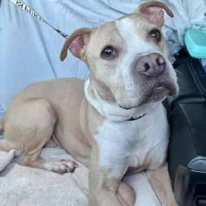 Gertrude, Mixed Breed, senior, available for adoption