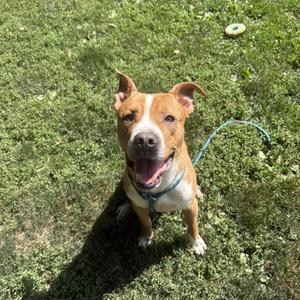 Jerry, Mixed Breed, adult, available for adoption
