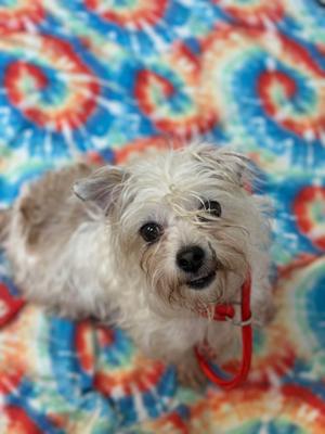 Liza, Terrier, adult, available for adoption