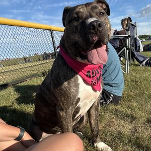Daisy, Pit Bull Terrier, adult, available for adoption