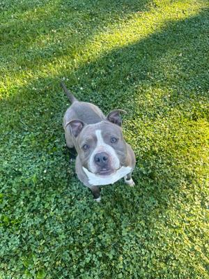 A brown and white dog sitting on a grassy lawn, looking up at the camera.