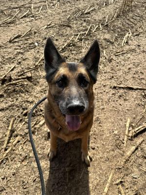 Woofus, German Shepherd Dog, adult, available for adoption
